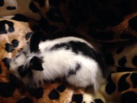 /album/lowenkopfkaninchen/img-20151114-wa0039-1-jpg/